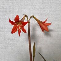 アマリリス,球根,球根植物,花のある暮らし,園芸男子の画像