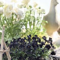 ビオラ 川越ロカさんのビオラ,マイガーデン,癒し,川越ROKA,小花会の画像