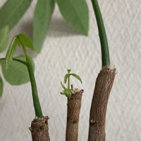 パキラ,北海道,葉っぱ好き,葉っぱHolic,うちのミドリたちの画像