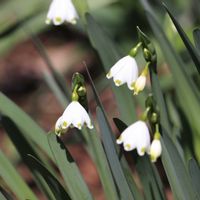 スノーフレーク,スズラン水仙の画像