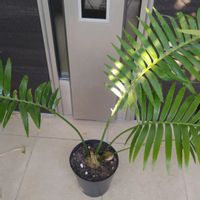 ソテツ,ソテツ,メキシコソテツ,ディオーン スピヌロスム,ディオーン スピヌロースムの画像