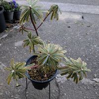 金鯱,ユーフォルビア・ゴールデンレインボー,プロテア　オーストラリスピンク,剪定の画像