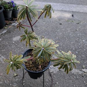 金鯱,ユーフォルビア・ゴールデンレインボー,プロテア　オーストラリスピンク,剪定の画像