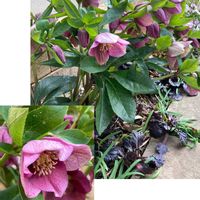 クリスマスローズ,ガーデニング,小さな庭,庭の画像