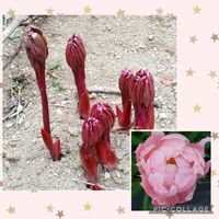 小さな庭の画像