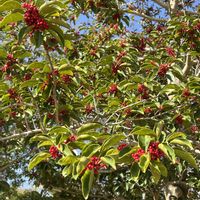 クロガネモチ,台湾ツバキ,街路樹,長崎水辺の森公園の画像