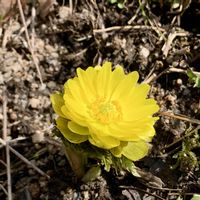 福寿草,福寿草,ニンニク,ネギニラ,ネギニラの画像