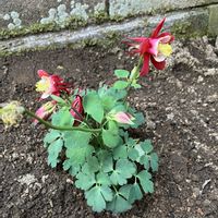 小さな庭の画像