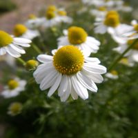 カモミール,ガーデニング,お花畑    ,奥三河,東三河の画像