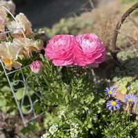 アリッサム,デージー,ネメシア,ブルーデージー,ブルーデージーの画像