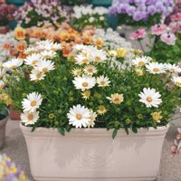 オステオスペルマム,キララ,キララホワイト,サントリー フラワーズの画像