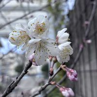 カーネーション,ポピー,暖地桜桃,たねからの幸せ,武器ではなく花をの画像