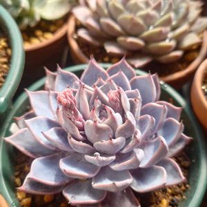 多肉植物,エケベリア属,実生,多肉大好き,千葉県の画像