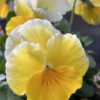 ハナニラ,シバザクラ,シラン,ジンチョウゲ,パンジー・ビオラの画像