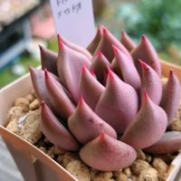 ハオルチア,トバレンシス×ロメオ,エケベリア属,花水晶✕北極の恋の画像