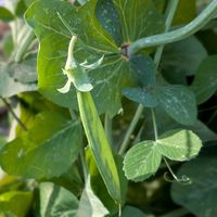 豆苗,さやえんどう,しぞーか勢,我が家の庭の築山,庭の中の小さな畑の画像