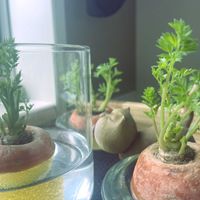 人参,観葉植物,水挿し,リボベジ,部屋の画像