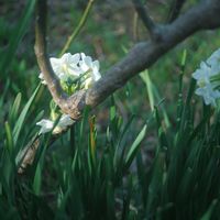 ハオルチア,多肉植物,観葉植物,塊根植物,サボテン科の画像