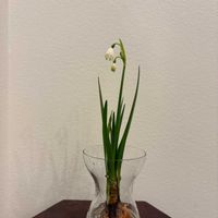 スノーフレークの画像