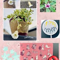 ジンチョウゲ,シレネ・ユニフローラ,シレネ・ユニフローラ,花のある暮らし,お庭の花たちの画像