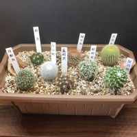 サボテン,サボテン 金晃丸,多肉植物とサボテン,サボテンの寄せ植え,サボテン 縮玉の画像