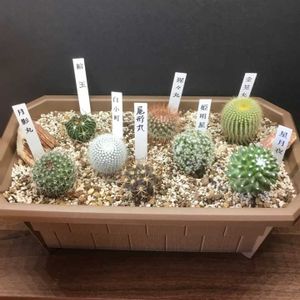 サボテン,サボテン 金晃丸,多肉植物とサボテン,サボテンの寄せ植え,サボテン 縮玉の画像