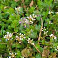 タネツケバナ,山野草,野草,白い花,空き地の画像