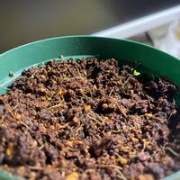 オオイヌノフグリ,サルスベリ,実生,種から,室内管理の画像