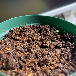 オオイヌノフグリ,サルスベリ,実生,種から,室内管理の画像