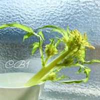 水菜,ミズナ,水菜の花,いいね Thanks,その後・・・の画像