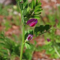 スイセン,スノーフレーク,カラスノエンドウ,今日のお花,寄り道の画像