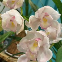 シンビジウムの画像