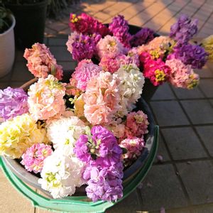 ストック,ストック　シャンテ,種まきっ子,種から,種まきの画像