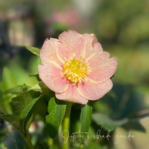 クリスマスローズ,クリスマスローズ　ノスタルジア,ナチュラルガーデン,ジャンクガーデン,シェードガーデンの画像