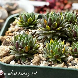 センペル,センペルビウム,グリーン錦,多肉植物,エケベリア属の画像