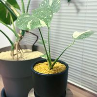 モンステラ,観葉植物,リビング・ダイニングの画像