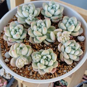 多肉植物,花芽,初心者,直射日光,外管理の画像