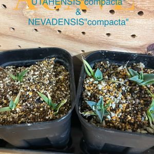 実生,ユタエンシスコンパクタ,ネバデンシスコンパクタの画像