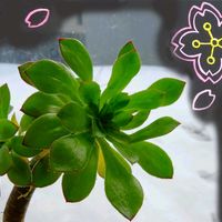 アイスプラント,黒法師,愛染錦,マイクロトマト,ピー太郎の画像