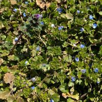 オオイヌノフグリ,クロッカス,プリムラ,プルーン,ホトケノザの画像