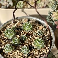 子持ち蓮華,多肉植物,緑のある暮らし,成長が楽しみ,ベランダの画像