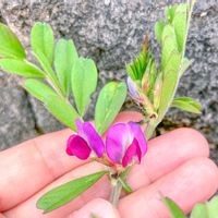 ナズナ,タンポポ,カラスノエンドウ,ヤハズエンドウ(カラスノエンドウ),ヤハズエンドウ(カラスノエンドウ)の画像