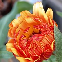 アネモネ,ブラキカム,マーガレット,ミモザ,ミモザの画像