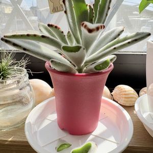 月兎耳,多肉植物,葉挿し,カランコエ属,べんけいそう科の画像