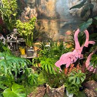 ポトス,モンステラ,観葉植物,平田ナーセリーの画像