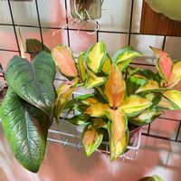 アロカシア,ホヤ・カルノーサ・トリカラー,アロカシア　スカルプラム,観葉植物,ホヤの画像