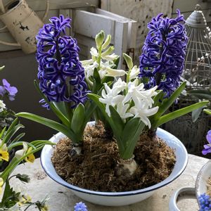 ベランダガーデン,シェードガーデン,芽出し球根,球根の寄せ植え,半日陰のベランダの画像