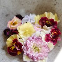 クリスマスローズ,パンジー,ビオラ,ドライフラワー,切り花の画像