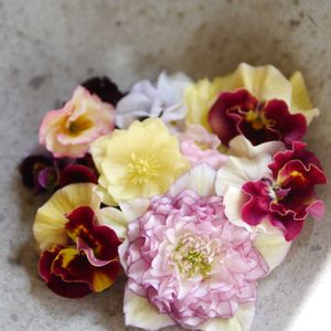 クリスマスローズ,パンジー,ビオラ,ドライフラワー,切り花の画像
