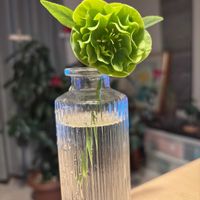 金のなる木,プレゼント,初めて,クリスマスローズ・ダブル,お花は癒しの画像